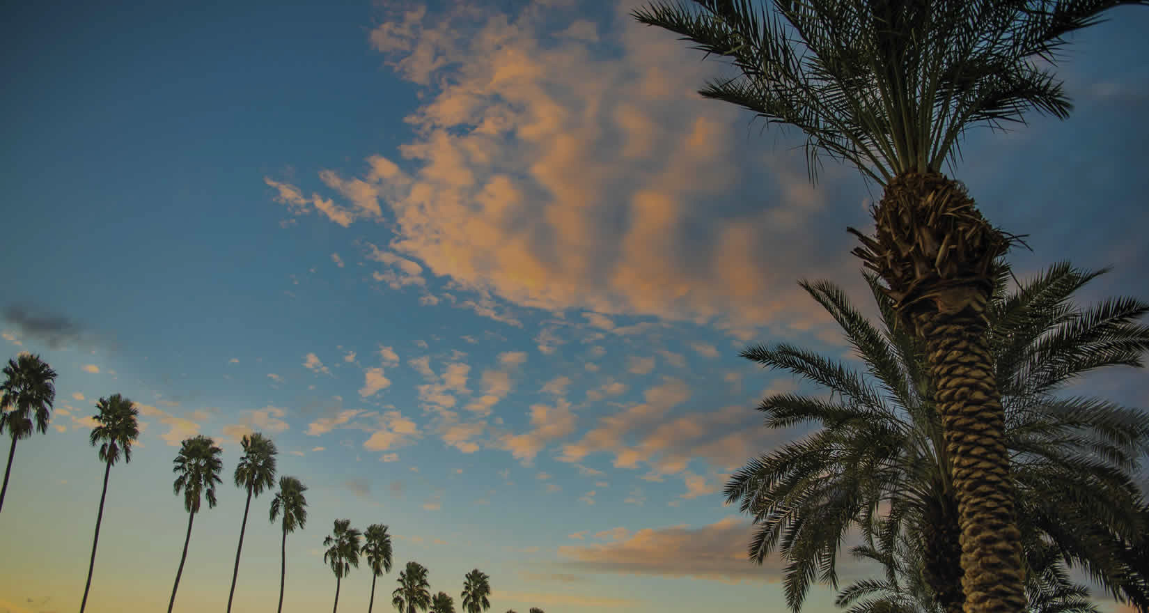 Palm Mountain sky