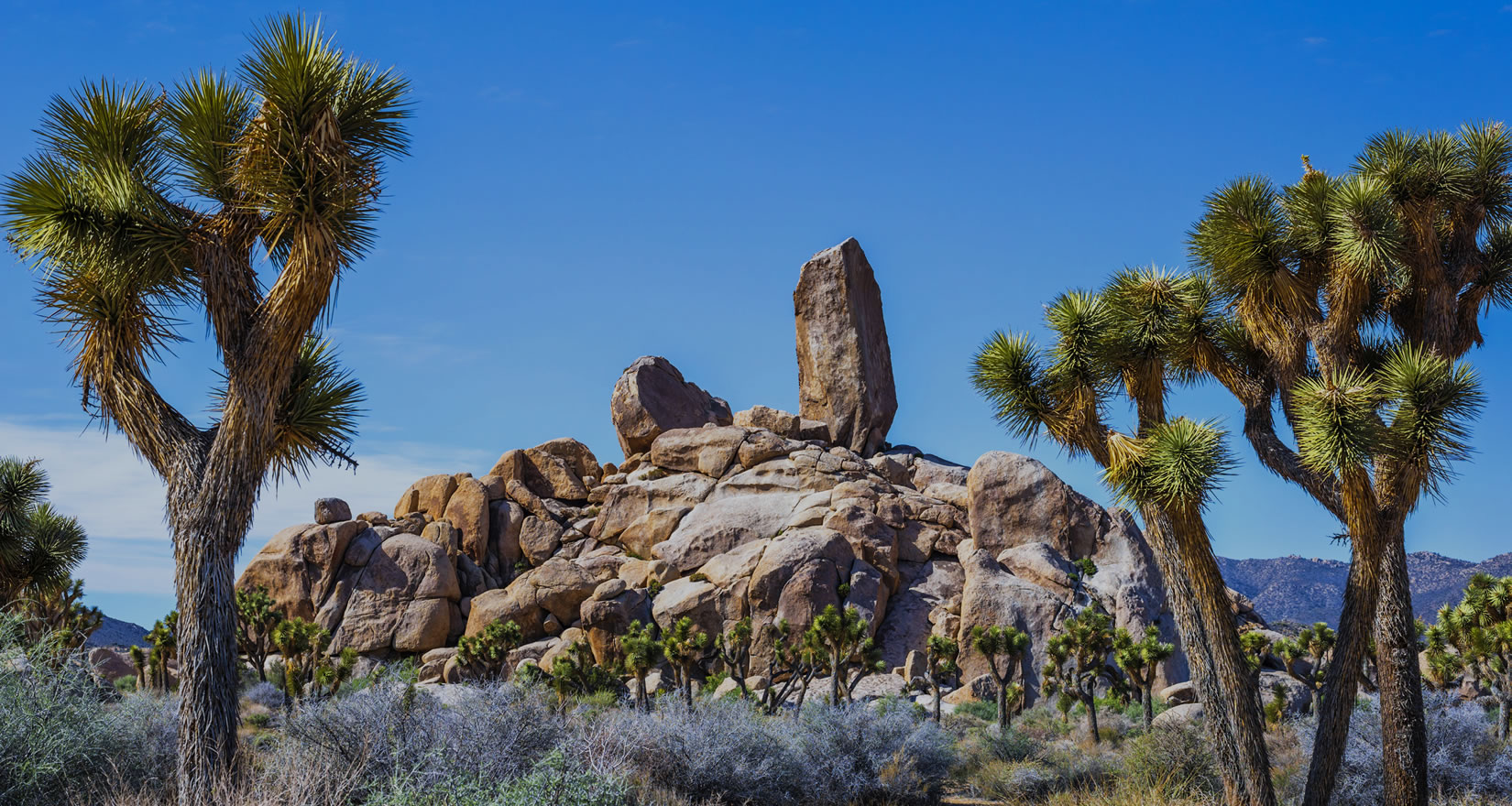 Joshua Tree