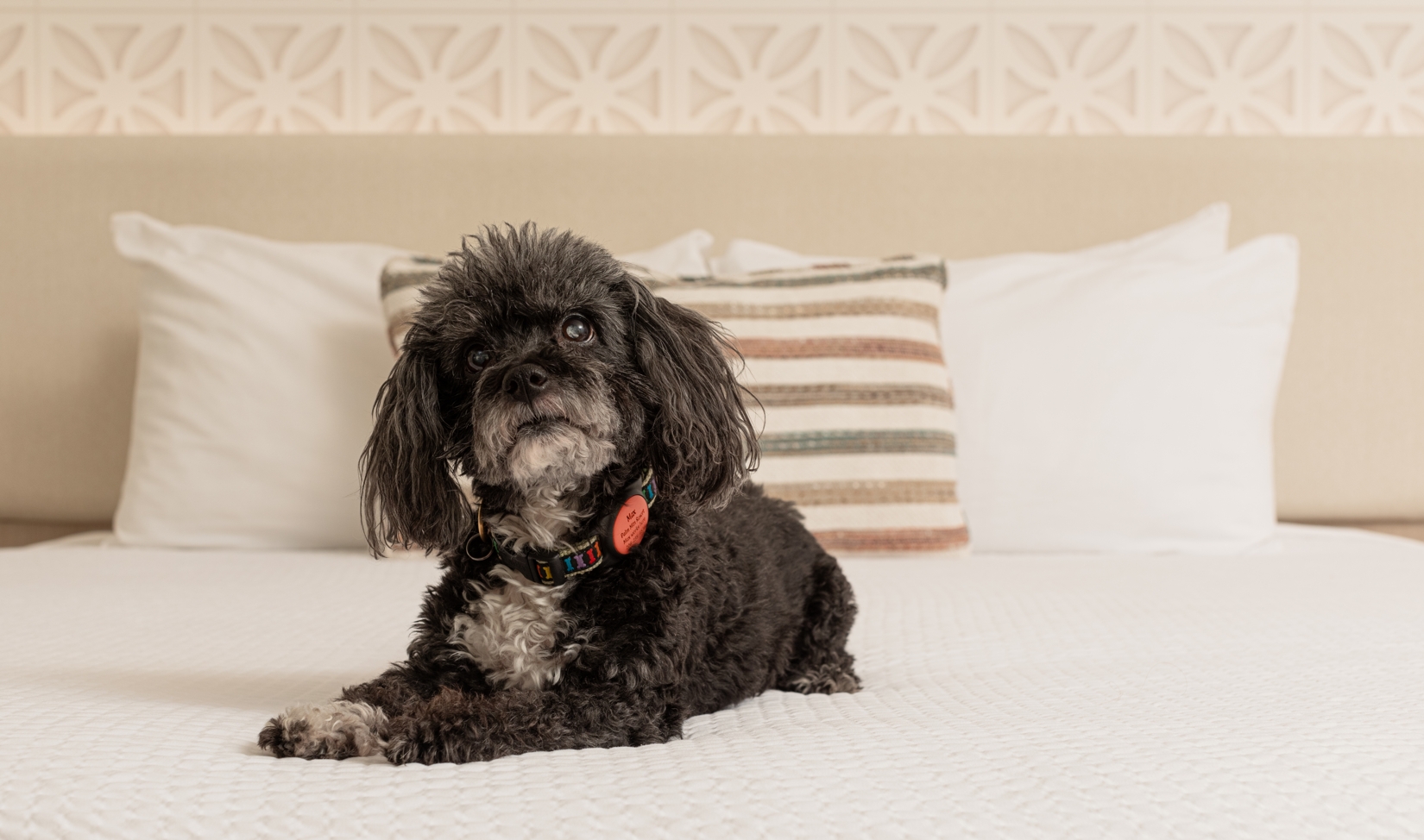 dogs in bed