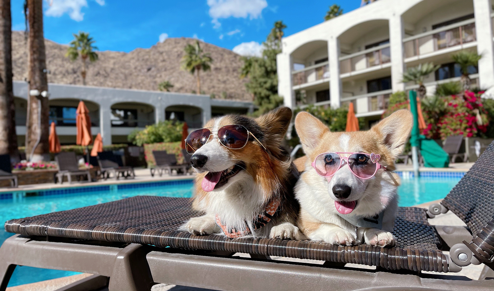 cool dogs at pool