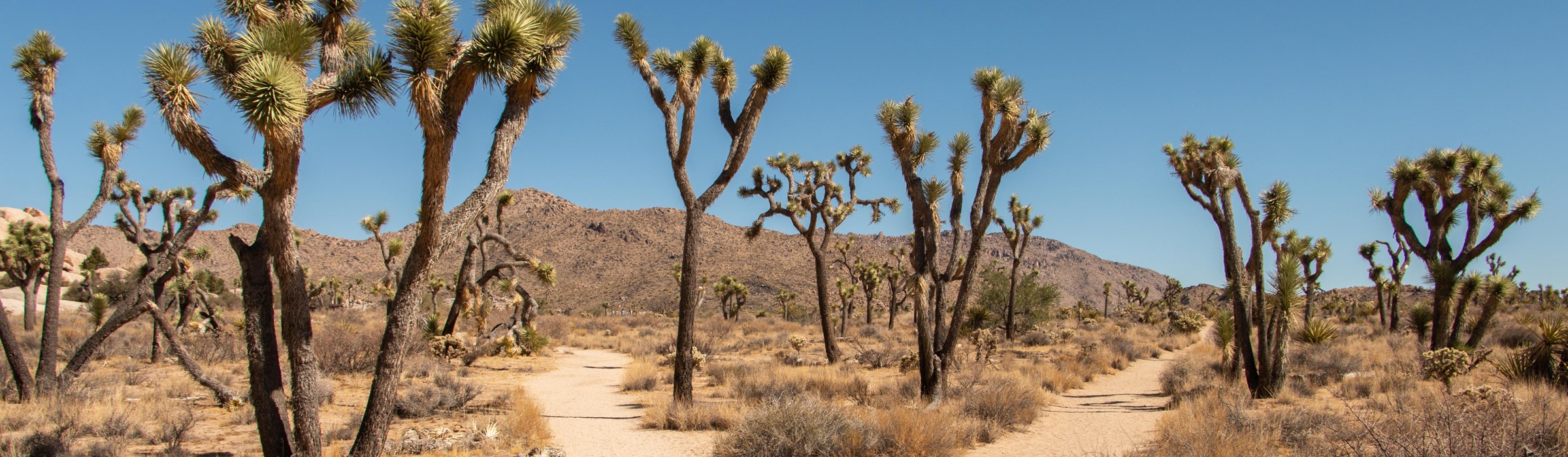 Joshua Tree National Park