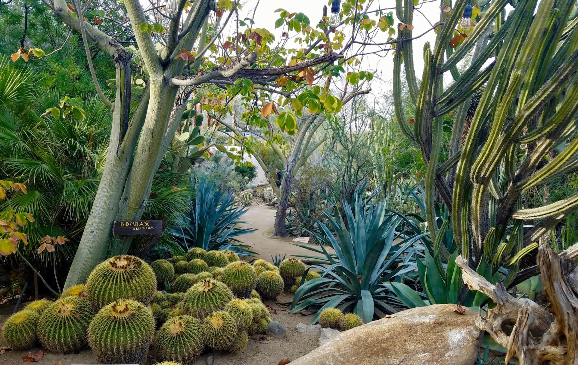 Moorten Botanical Gardens