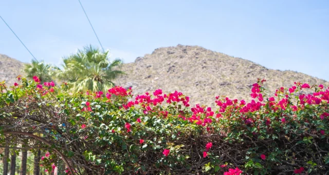 The best view of Palm Springs, right outside your door. 🏔️