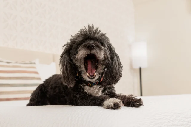 Caught mid-yawn and loving this comfy bed a little too much 🐾