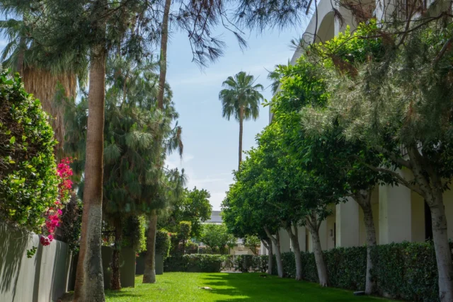 A hidden oasis along the desert horizon 🌿