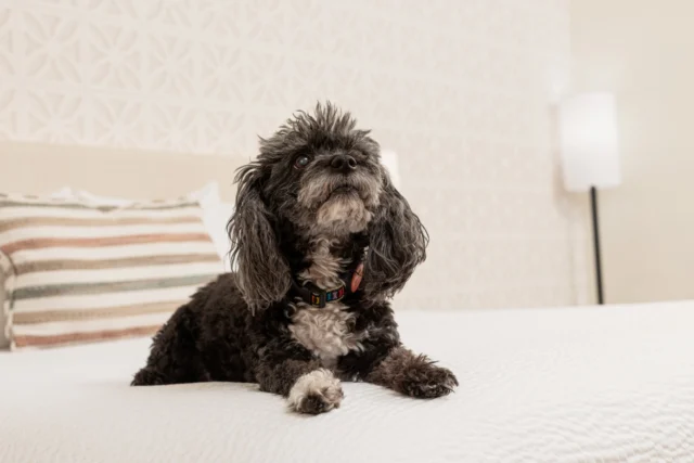 Adventures are better when your pup gets to come along. 🐶 Learn more about our pet package with the link in our bio!