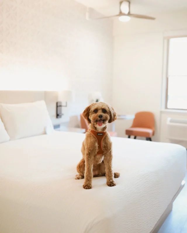 “Is this my bed now?” 🐶💭

With our Paws In Paradise package, your four-legged bestie can enjoy a getaway right alongside you. Because every family member deserves a little vacation. Learn more with the link in our bio!

📸: @hallekeeth